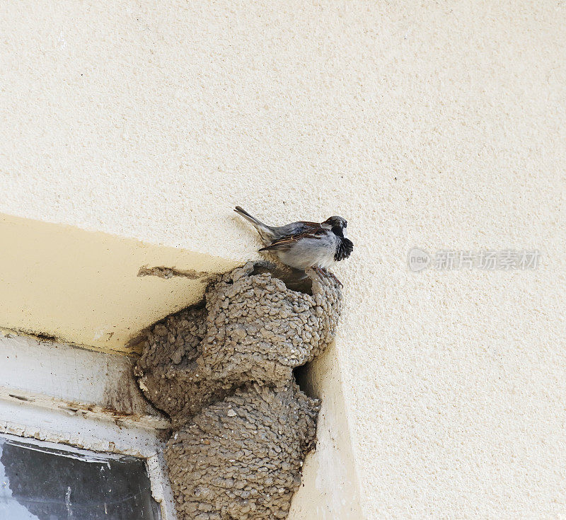 家麻雀(Passer domesticus)雄性